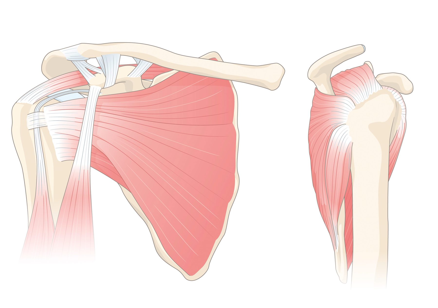 Illustration der Schulteranatomie: Schulterblatt, Schlüsselbein, Oberarmkopf sowie Muskeln und Sehnen der Rotatorenmanschette in Ansicht von hinten und von der Seite