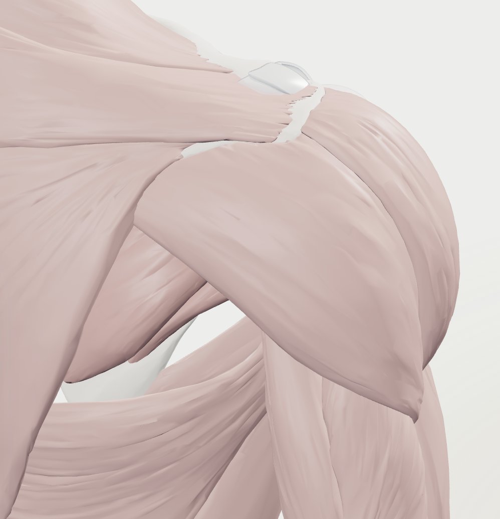 3D-Modell der Schulter: Muskulatur mit Deltoideus, Pectoralis und Trapezius